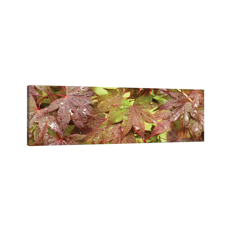 Close-Up of Japanese Maple Leaves I 1 Piece Wrapped Canvas Panoramic Wall Art, 30.48 cm H x 91.44 cm W x 3.175 cm D