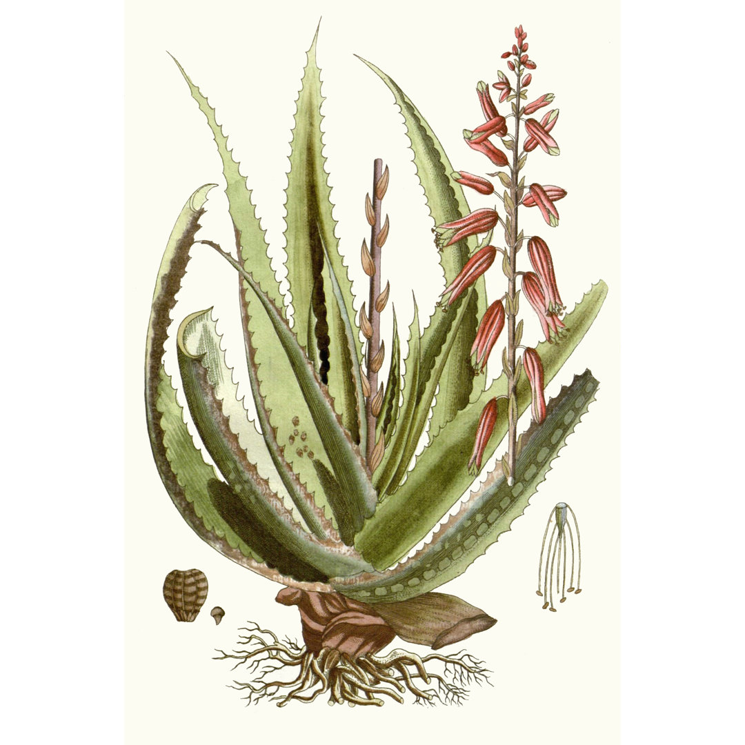 Leinwandbild Antique Aloe I