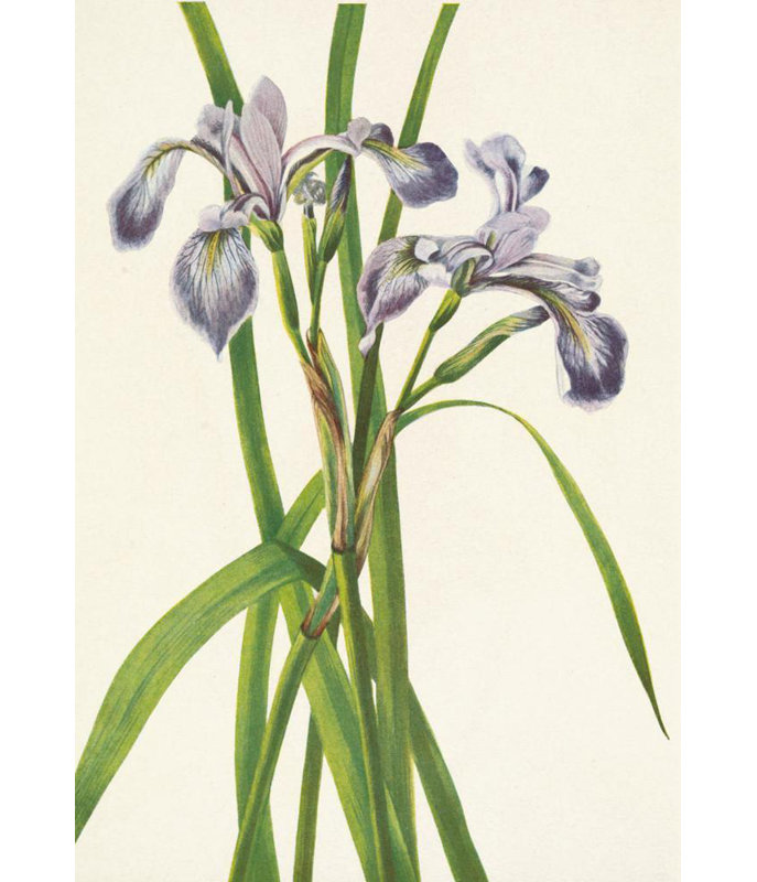 «Blueflag Iris. Iris Versicolor» par Mary Vaux Walcott, reproduction d'art sur toile tendue, H 24 po x l 17 po