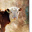 Vidur «Calf in the Sunday Sun», art textuel sur toile tendue-22074395