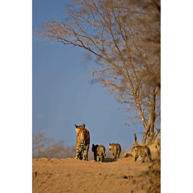 Haben Tiger - Wrapped Canvas Print, 122cm H x 81cm W x 3.8cm D