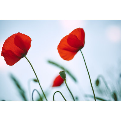 Closeup Of Poppies - Wrapped Canvas Print