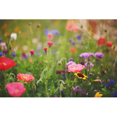 Vibrant Wildflowers by CatLane - No Frame Art Prints on Canvas