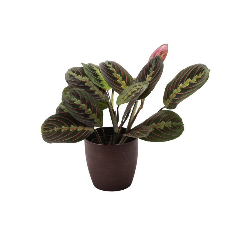 Live Red Prayer Plant in Classic Pot, Copper