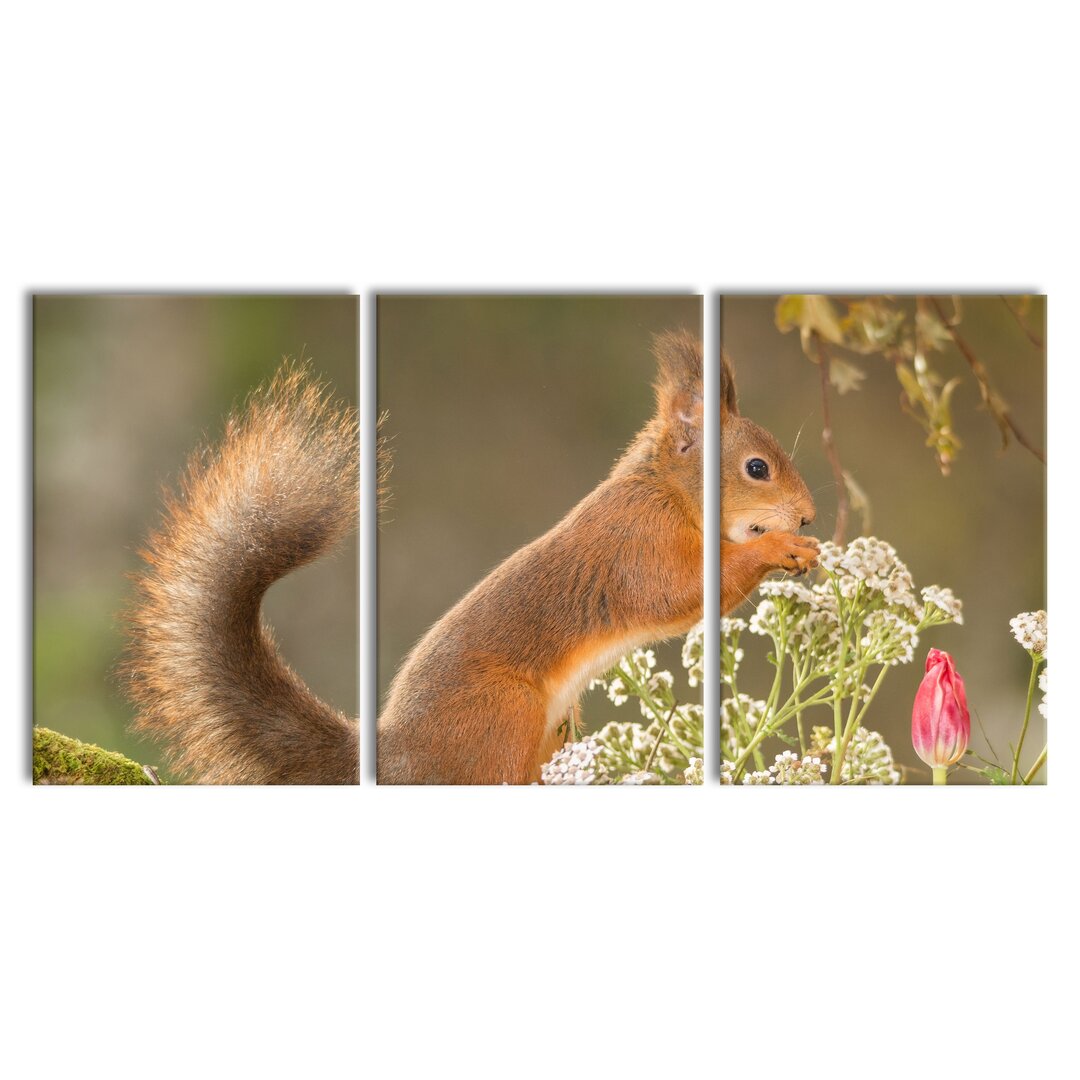 3-tlg. Leinwandbilder-Set Gnawing Squirrel in Moss