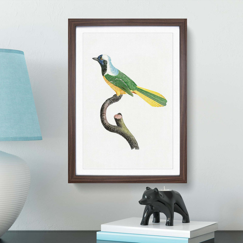 Peruvian Jay Bird by Jacques Barraband - Picture Frame Painting Print, 36cm H x 27cm W x 2cm D, Walnut Framed