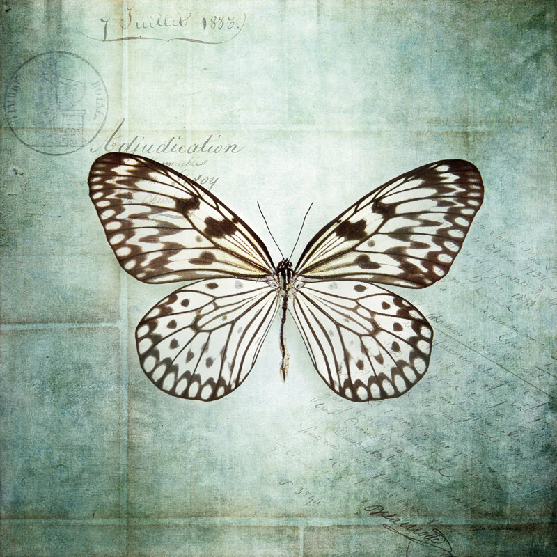 French Butterfly V by Debra Van Swearingen - Wrapped Canvas Print, 76cm H x 76cm W
