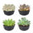 1.75'' Succulent Plant in Pot-982920835