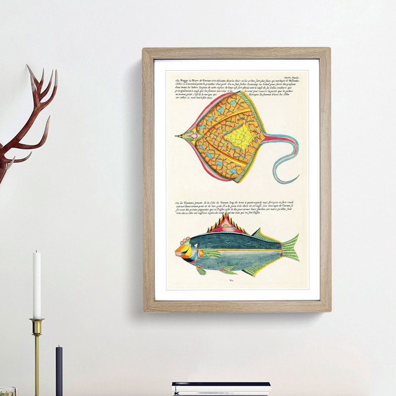 East Indies Fish Illustrations XLIII by Louis Renard - Picture Frame Graphic Art Print, 65cm H x 48cm W x 2cm D, Oak Framed
