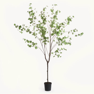 ARBRE D'OLIVE SHADY LADY