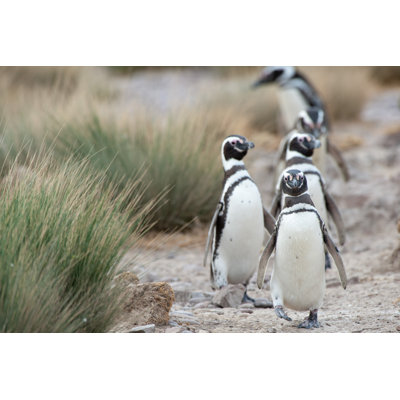 " Magellanic Penguins " by Edurivero