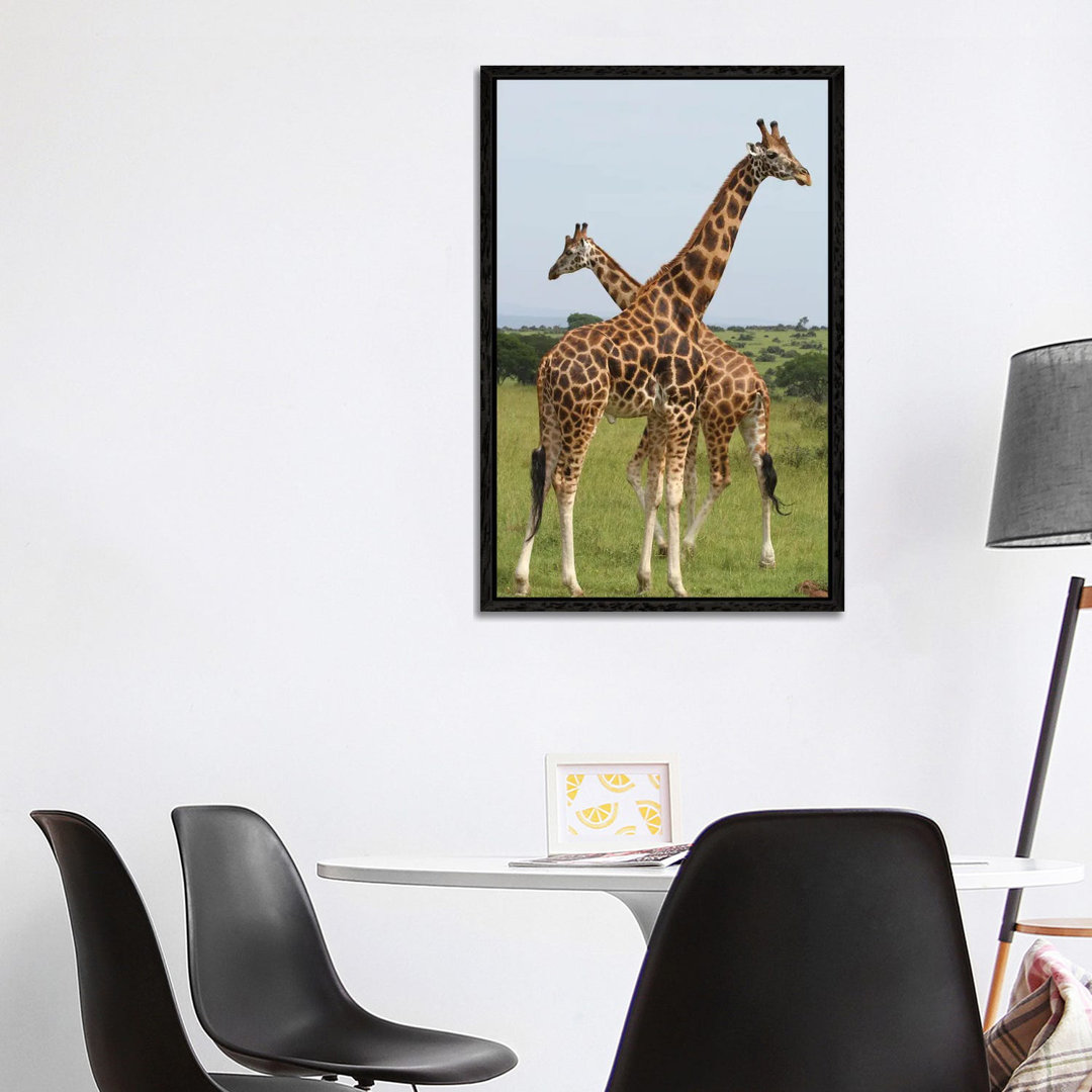 Rothschild's Giraffe - Murchison Falls National Park, Uganda, Afrika von Ramona Heiner - Galerie-verpackte Leinwand Gicl...