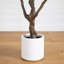 Artificial Grand Olive Tree in White Decorative Planter-2045042808
