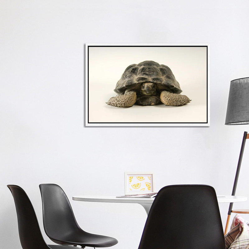 A Volcan Darwin Giant Tortoise At Omaha's Henry Doorly Zoo And Aquarium 1 Piece Wall Art on Canvas, 101.6 cm H x 66.04 cm W