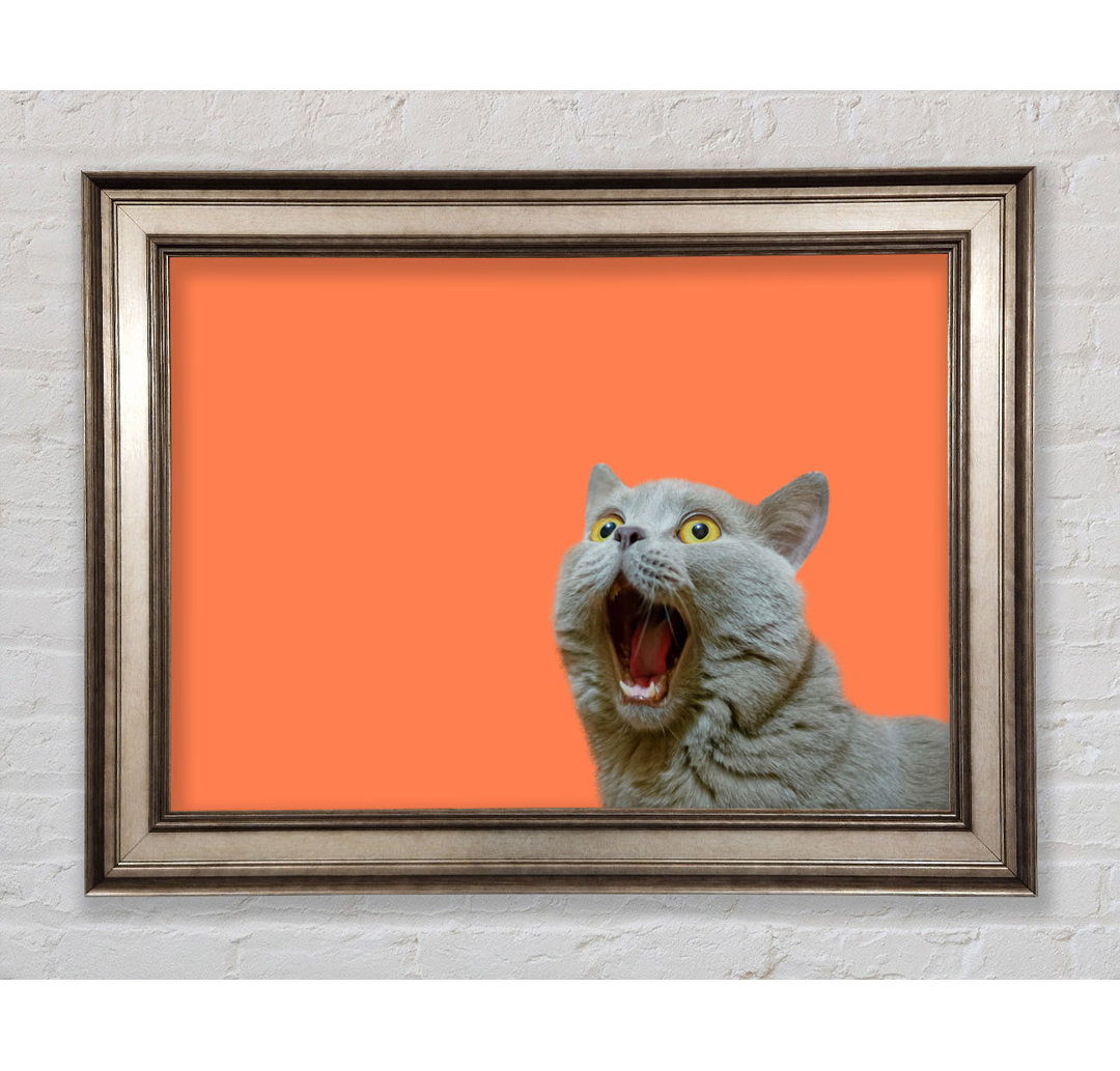 Cat On The Orange - Einzelne Bilderrahmen Kunstdrucke