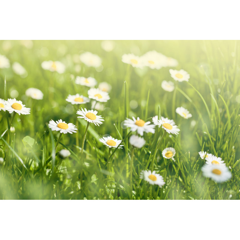 Daisy Flowers by Rudybalasko - Wrapped Canvas Print, 30cm H x 46cm W x 3.8cm D