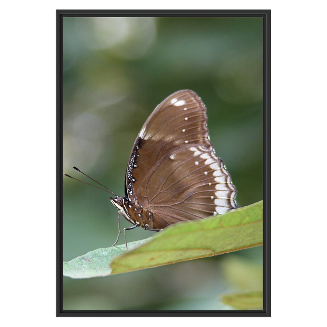 Gerahmtes Wandbild kleine bräunlicher Schmetterling