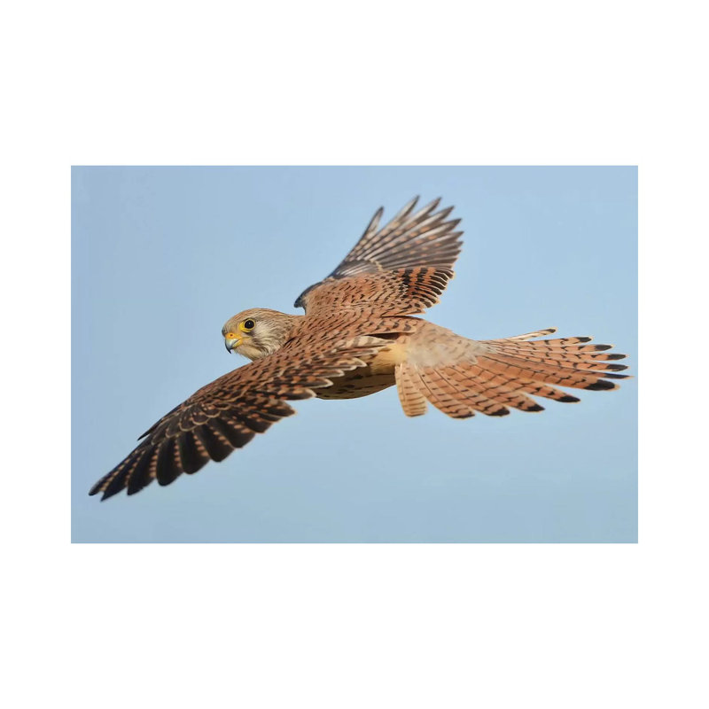 Lesser Kestrel In Flight by Elmar Weiss - Wrapped Canvas Print, 18" H x 26" W x 1.5" D