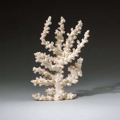 Véritable branche de corail (0,5 lb)