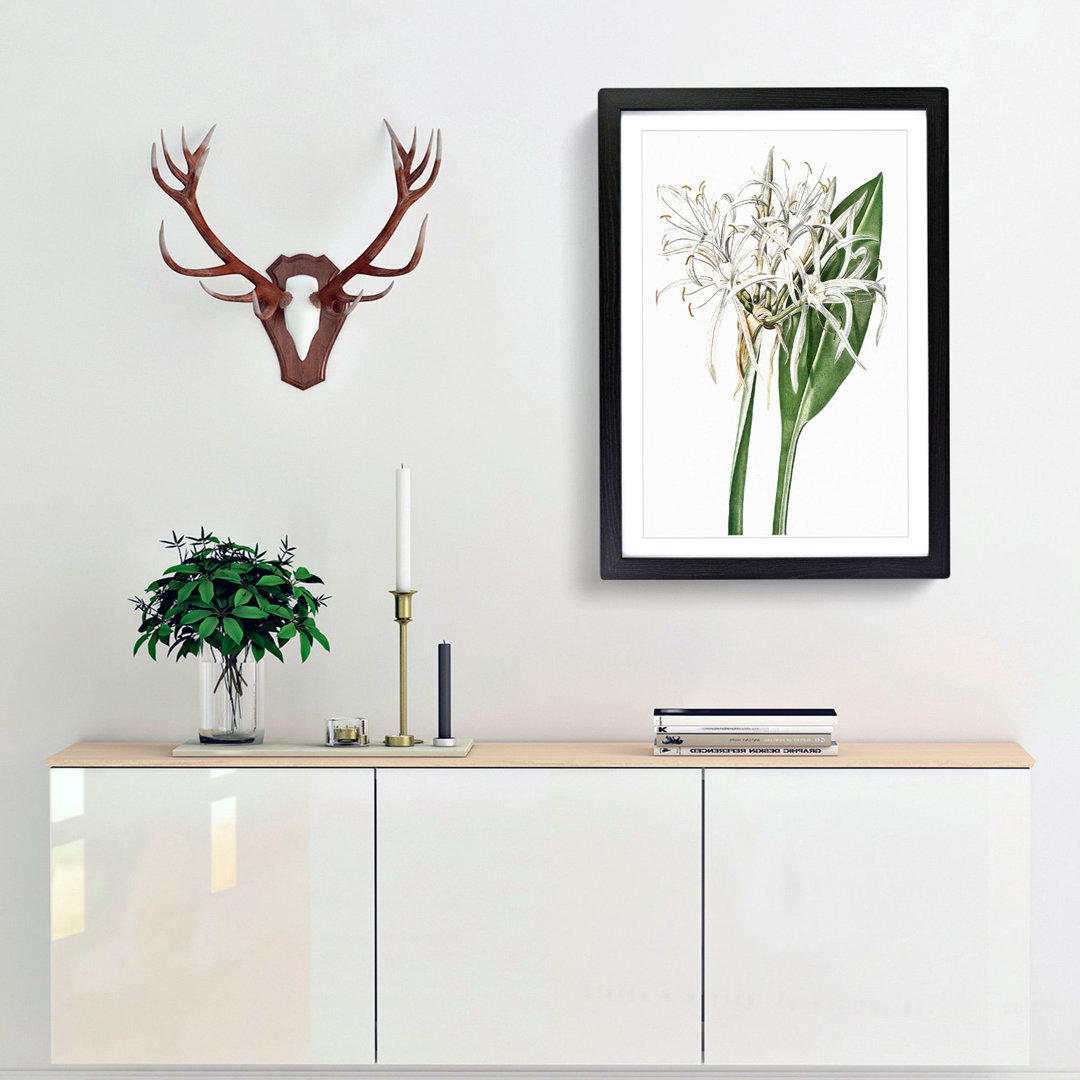 Spiderlily Flowers by Pierre-Joseph Redoute - Picture Frame Painting Print
