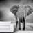 Elephant43-88673320