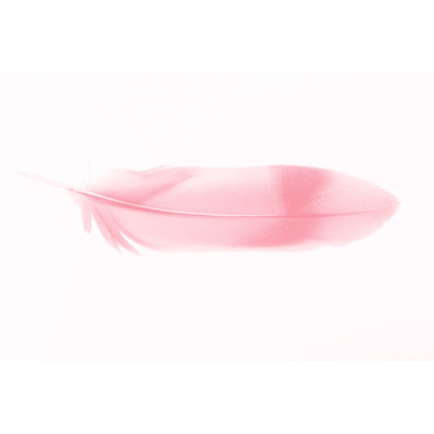 Coral Pink Feather 1 Piece Wrapped Canvas Painting