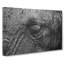 Elephant - Wrapped Canvas Print-55313392