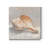 " Impressionist Shell Study III "-834918721