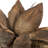 Vickerman All Natural Star Pod, Extra Large, Dried 8'' Plant