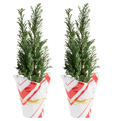 Norfolk Island Pine in Holiday Gift Wrap and Ornaments 1' Green Pine Fresh Cut Christmas Tree