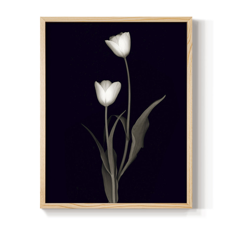 «Tulip Pose II», reproduction encadrée - bois massif, H 21 po x l 17 po