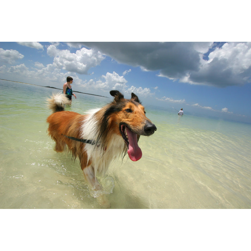 Dog In Ocean - Wrapped Canvas Print, 30cm H x 46cm W x 3.8cm D