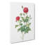 Burgundy Cabbage Rose by Pierre-Joseph Redoute - Wrapped Canvas-55362941