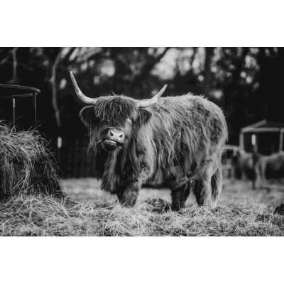 «Hungry Cow I» par Dakota Diener - impression sur toile tendue