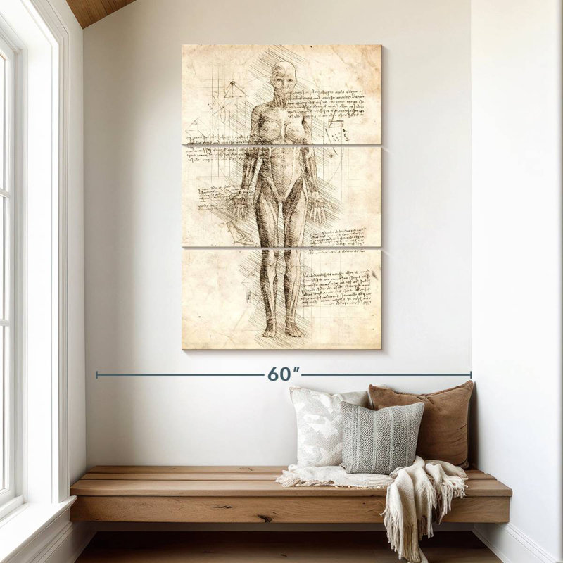 Muscles humains - Anatomie féminine, H 50 po x l 32 po