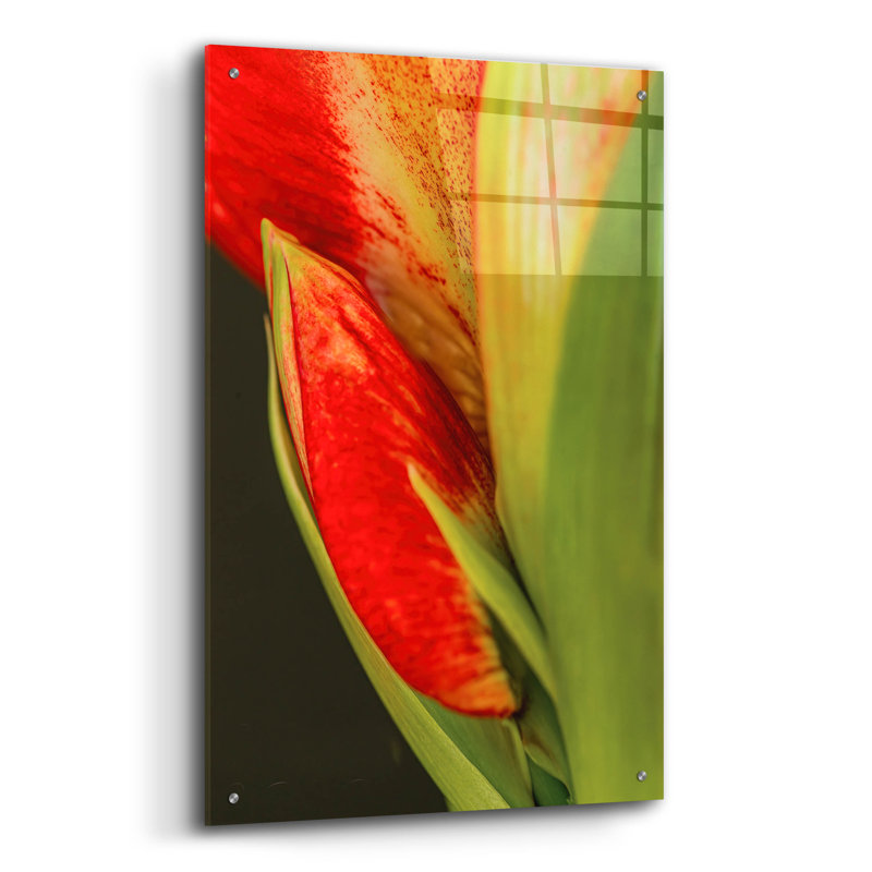 " Amaryllis " by Pamela Plummer, 36" H x 24" W x 0.2" D