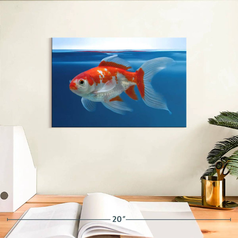 Aquarium Brampt Shubunkin poisson rouge, H 8 po x l 12 po