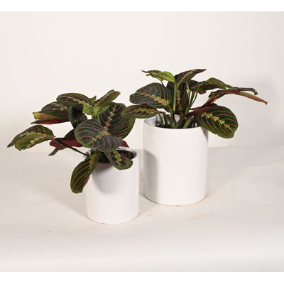 Upshining Live Foliage Plant in Ceramic Pot