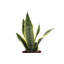 Live Low Light Houseplant Set-70535092