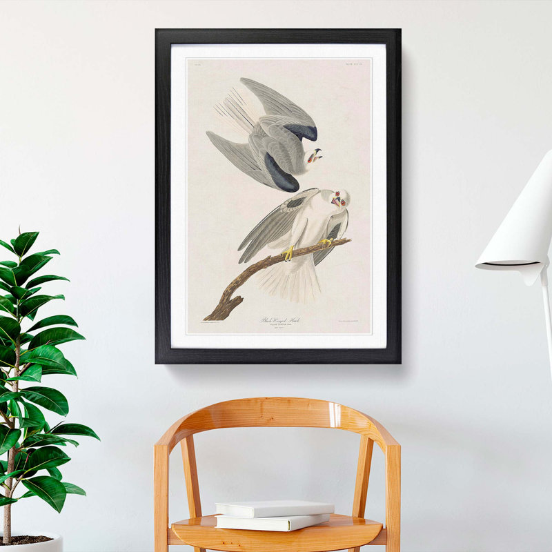 Black-Winged Hawk by John James Audubon - Picture Frame Art Print, 36cm H x 27cm W x 2cm D, Black Framed