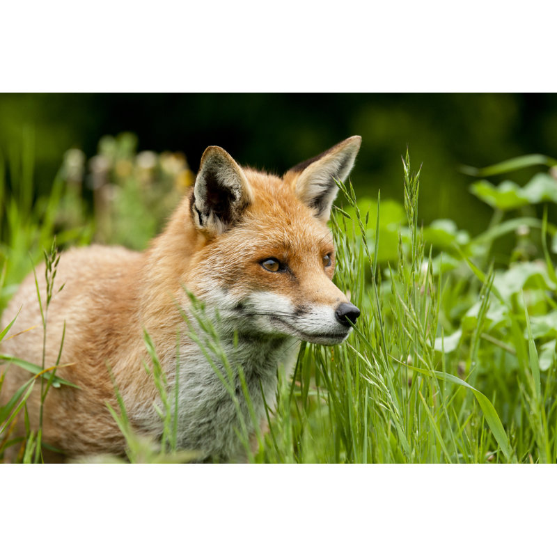 Fox by Edevansuk - Wrapped Canvas Print, 30cm H x 46cm W x 3.8cm D