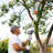 48CC Gas Powered Pole Saws,2-Stroke Gas Pole Saws for Tree Trimming with11.5in Cutting Bar, with Extendable Pole to Height Reachable 16 FT Chainsaw Tree Trimmer