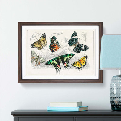 Assortment Of Butterflies XL by Oliver Goldsmith - Single Picture Frame Painting