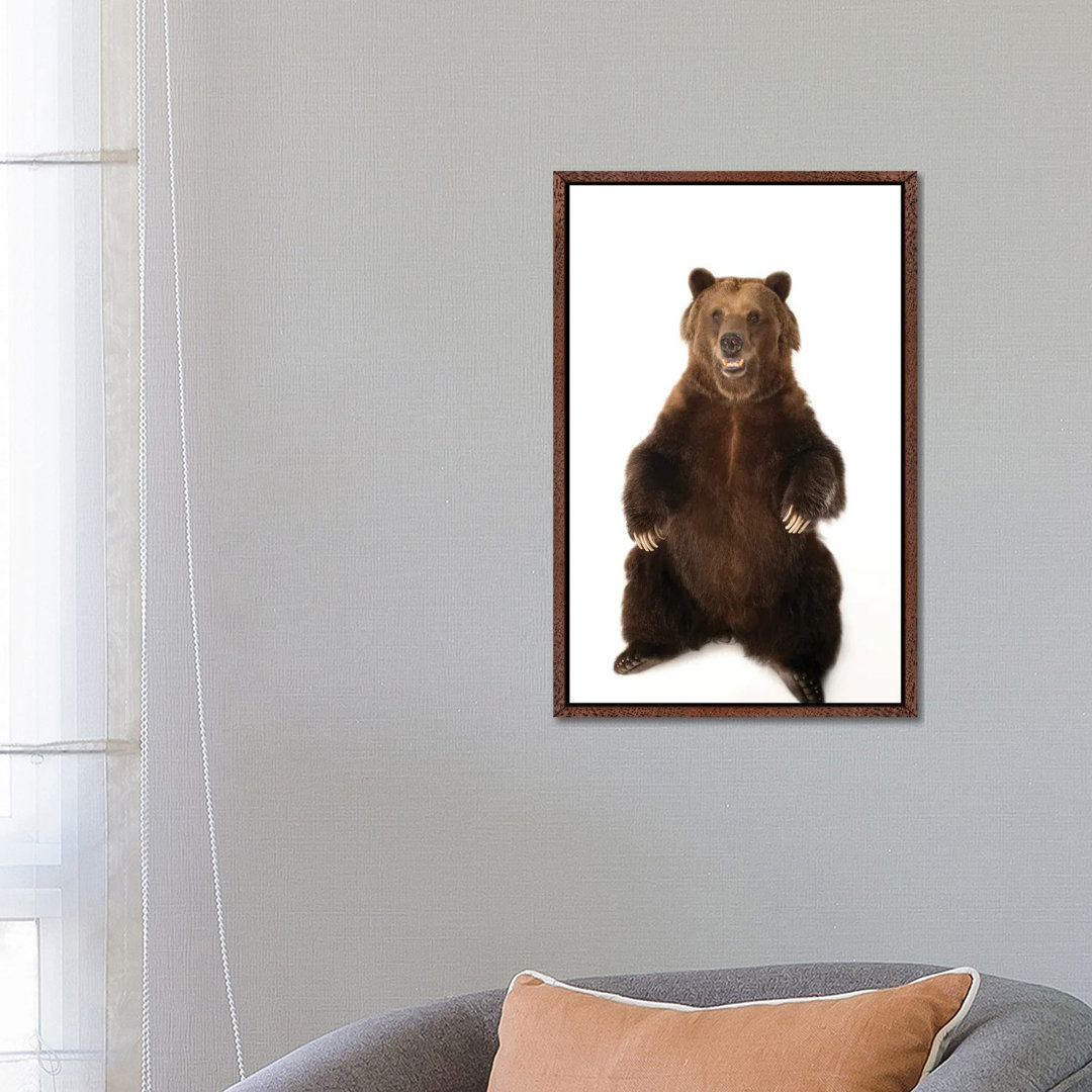 A Federally Threatened Grizzly Bear At Sedgwick County Zoo von Joel Sartore - Gallery-Wrapped Canvas Giclée on Canvas