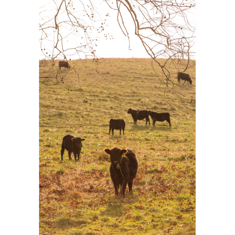Fall Field II by Aledanda - Photograph Print, 46cm H x 30cm W, Black Floater Framed