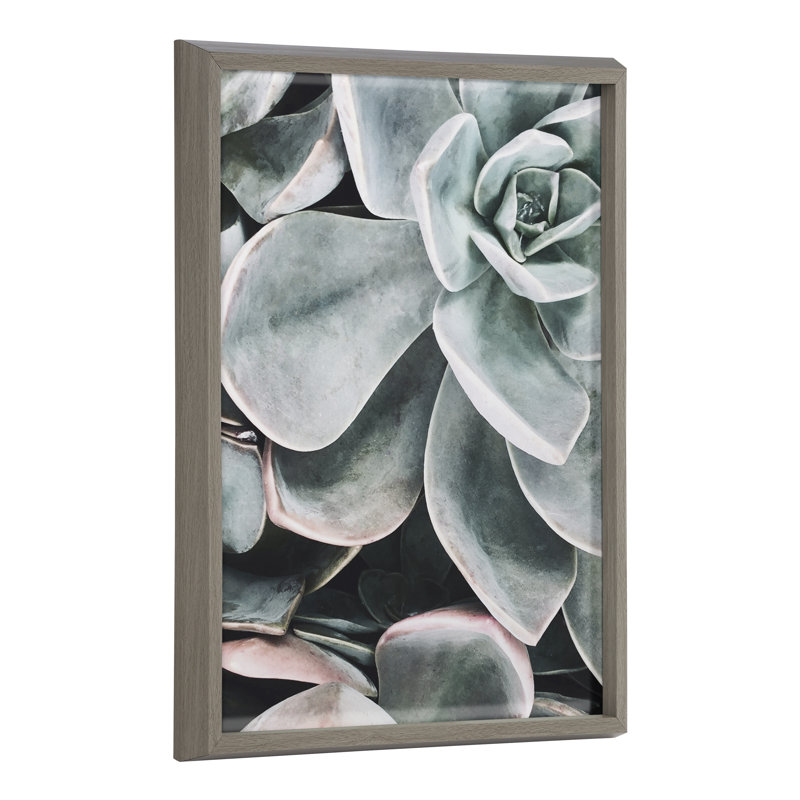 Plantes succulentes botaniques