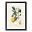 Illustration of a Lemon Tree - Picture Frame Graphic Art Print-55641470-55641469