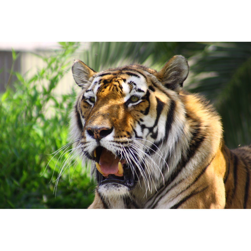 Tiger - Wrapped Canvas Print, 30cm H x 46cm W x 3.8cm D