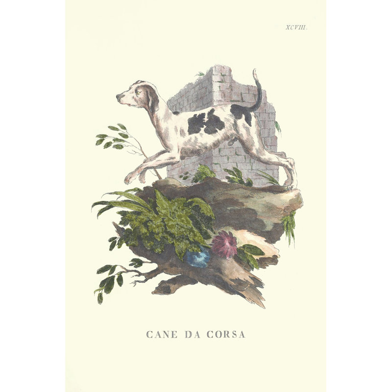 French Dogs XI - Wrapped Canvas Print, 122cm H x 81cm W