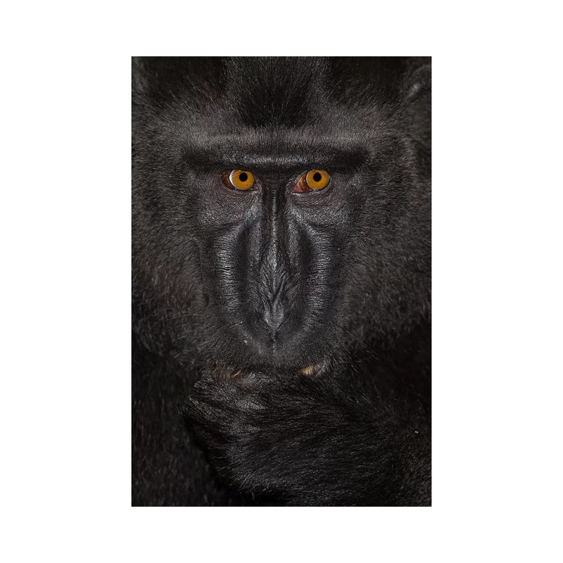 Black Crested Macaque Alpha Close Up Sulawesi by Mogens Trolle - Wrapped Canvas Gallery-Wrapped Canvas Giclée